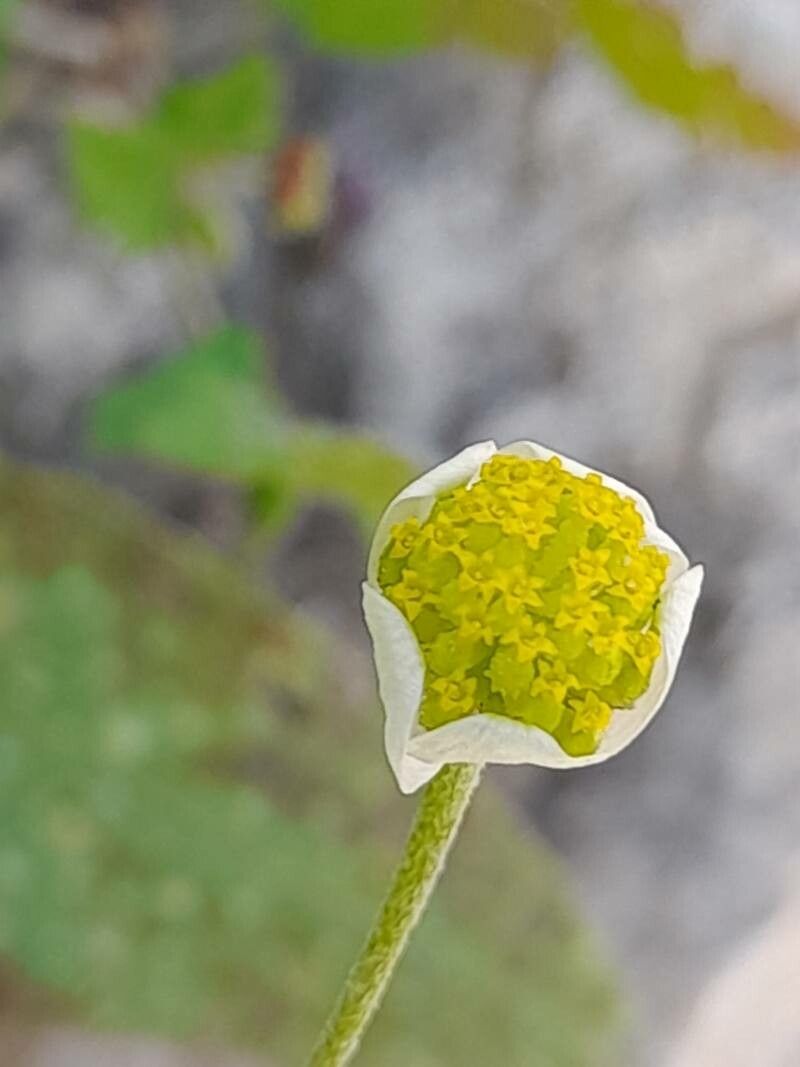 Anthemis odontostephana fruit
