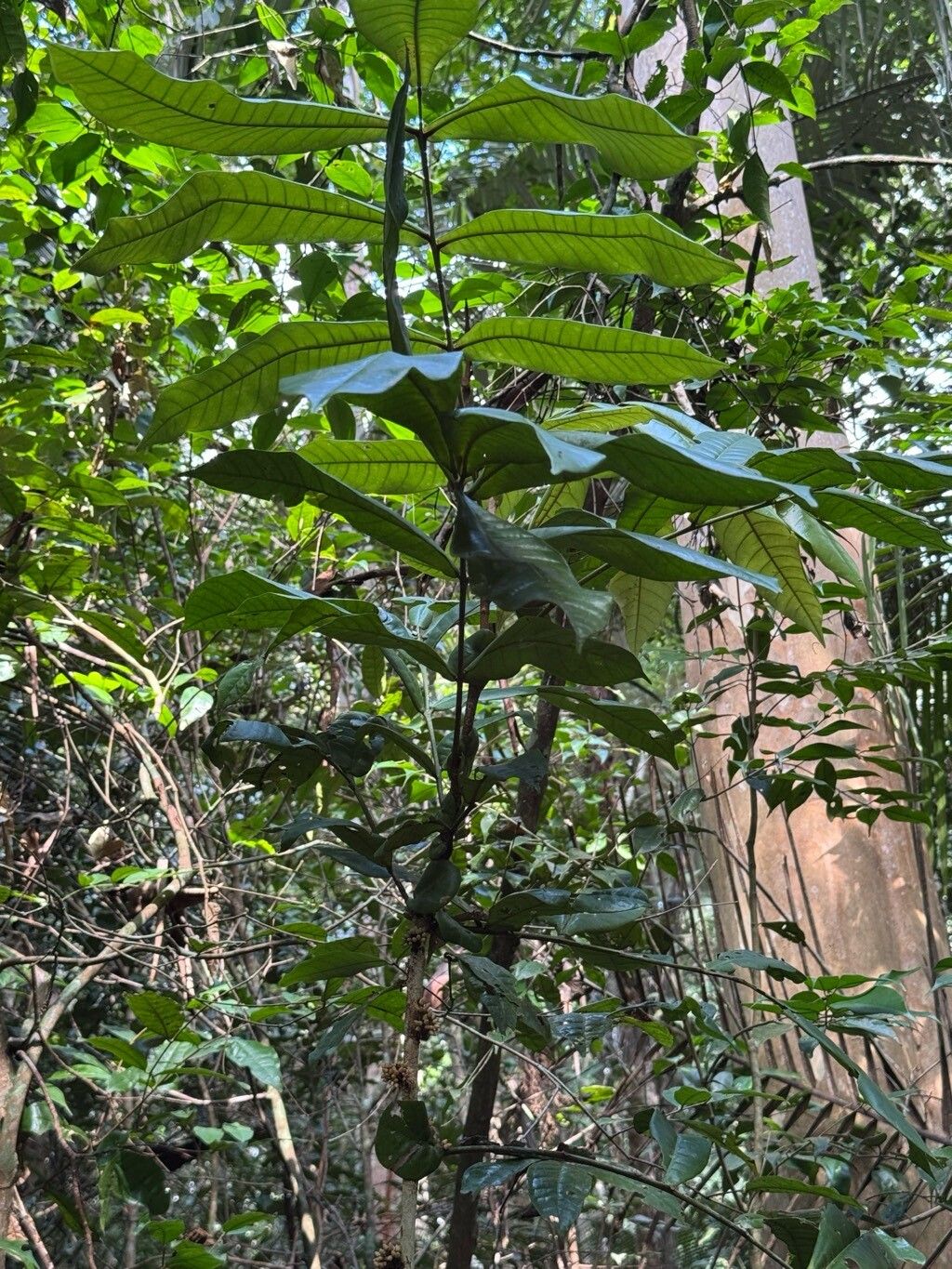 Trichilia pseudostipularis — houseplant care guide