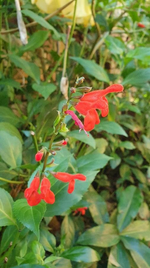 Salvia miniata flower
