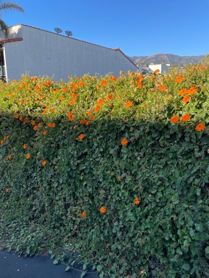Thunbergia gregorii habit