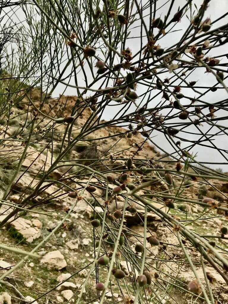 Prunus scoparia fruit