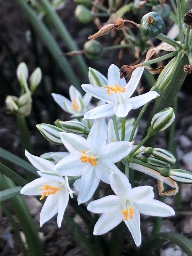 Lapiedra martinezii flower