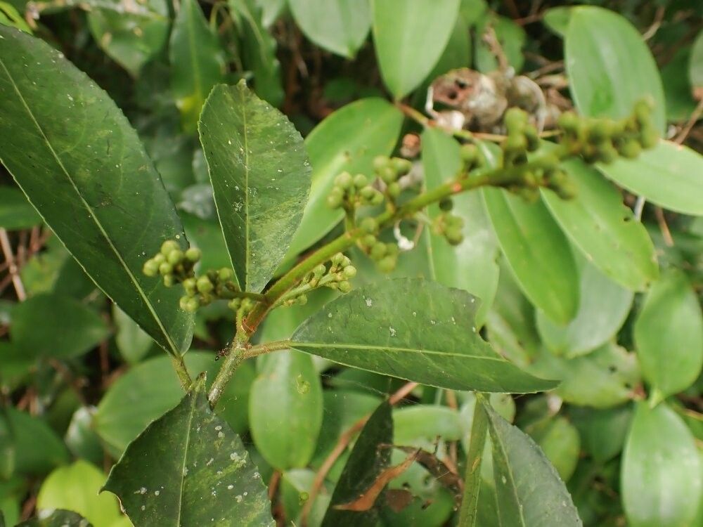 Rinorea welwitschii other