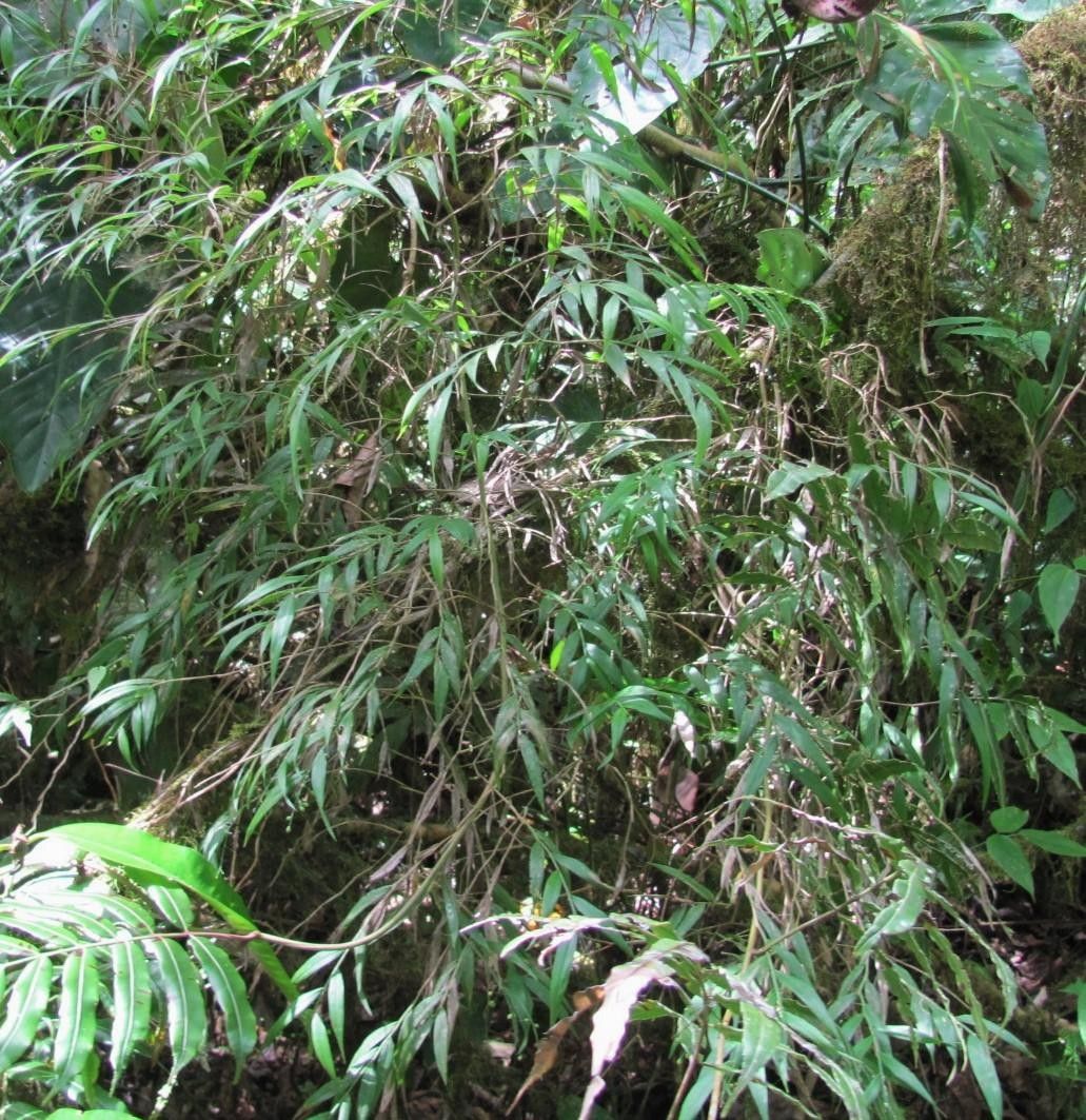 Lasiacis nigra habit