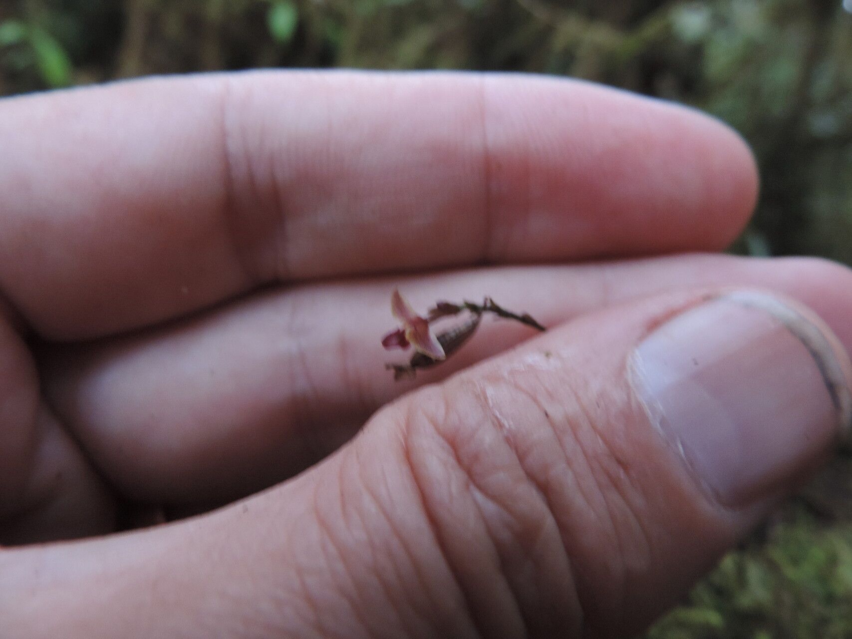 Polystachya dewanckeliana — houseplant care guide