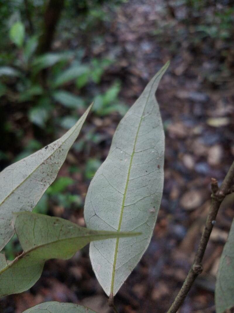 Licania parvifructa leaf