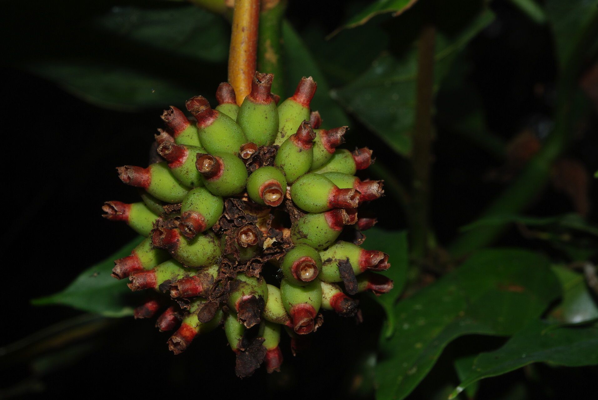 Psychotria arnoldiana fruit