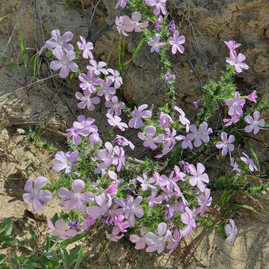 Phlox caespitosa — search result for 'Phlox'