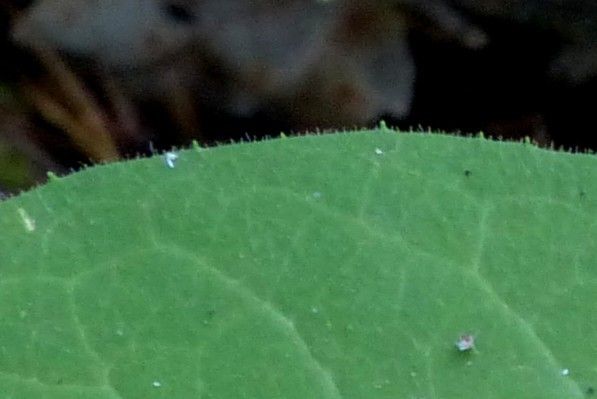 Hieracium lactucifolium leaf
