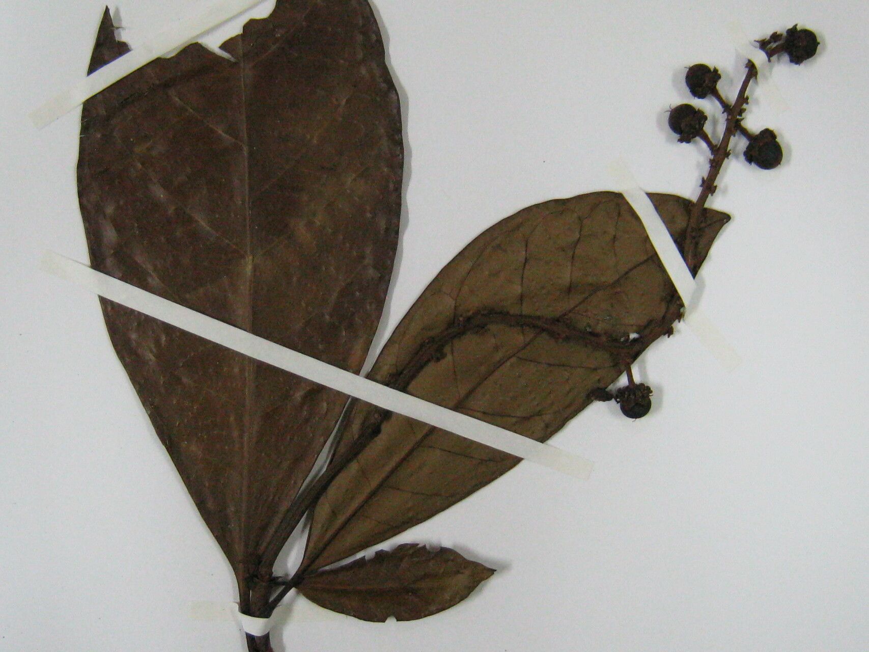 Byrsonima christianeae other