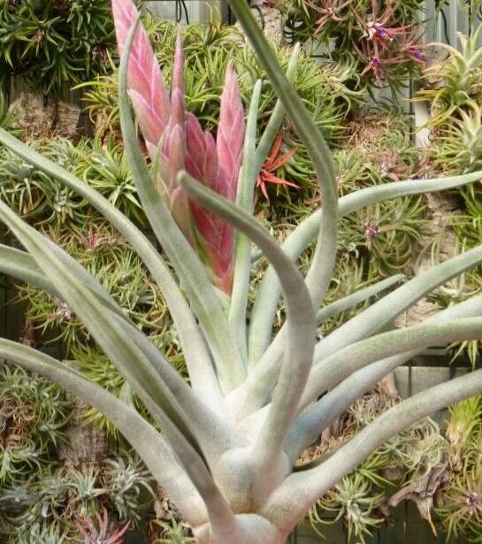 Tillandsia santosiae habit