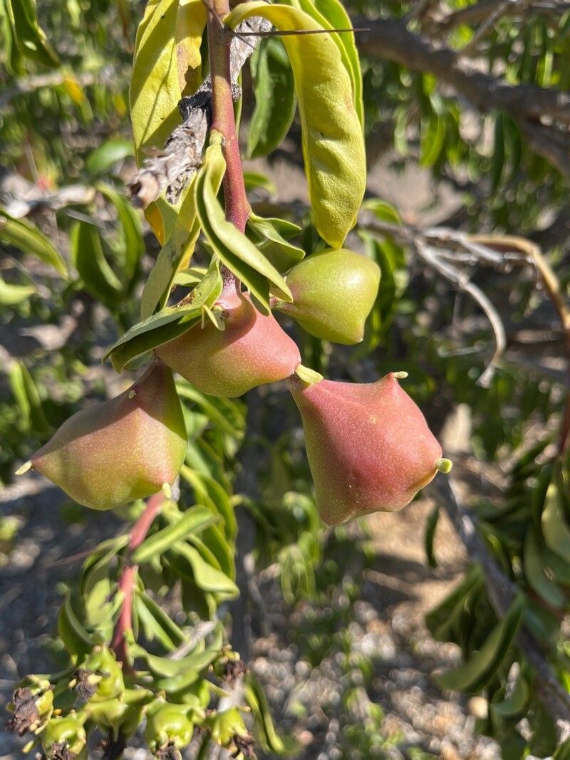 Pereskia grandifolia fruit
