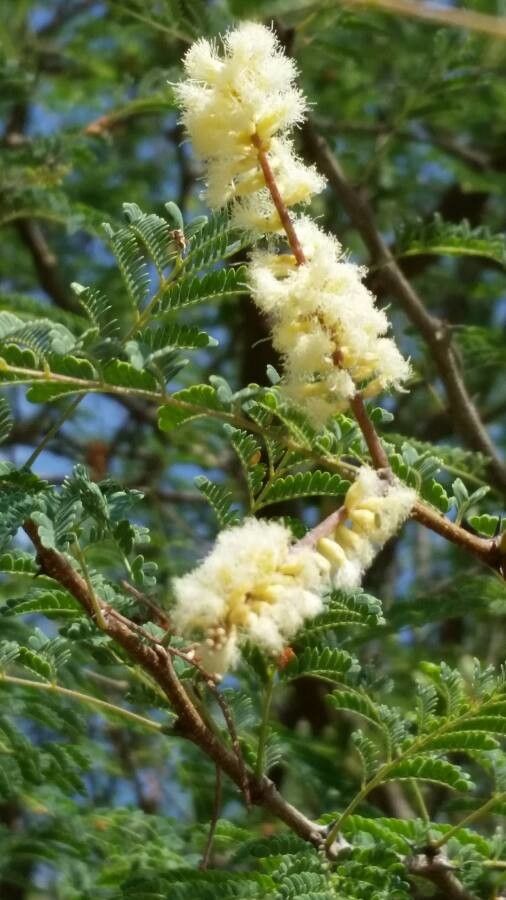 Vachellia tortilis flower