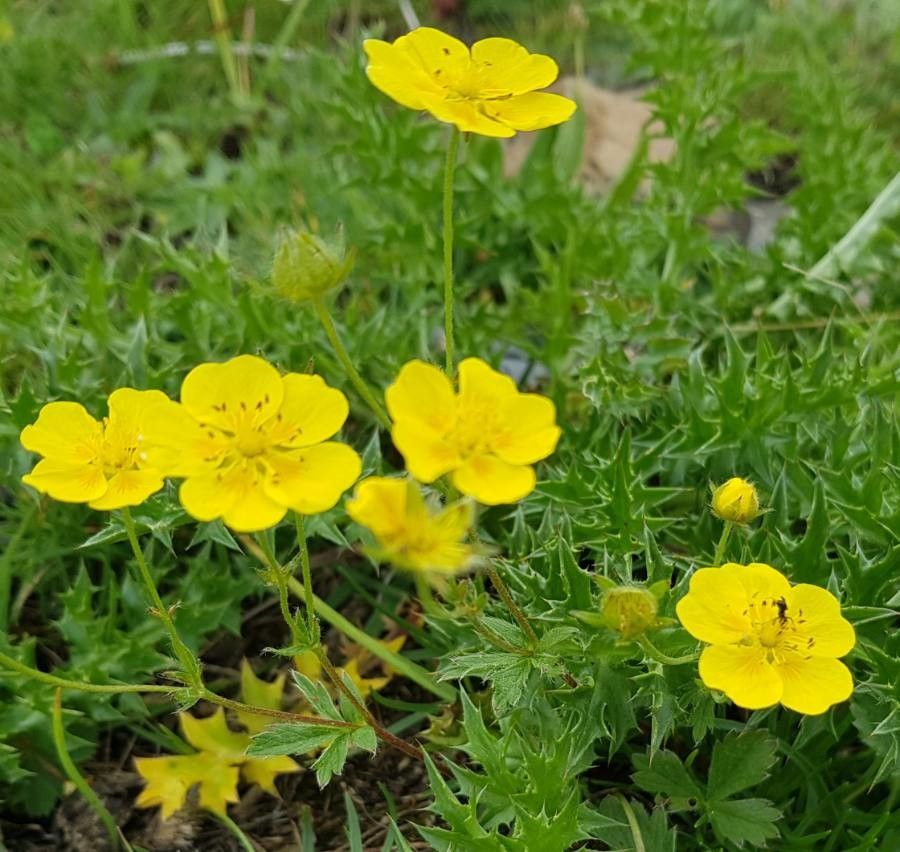Potentilla aurea flower