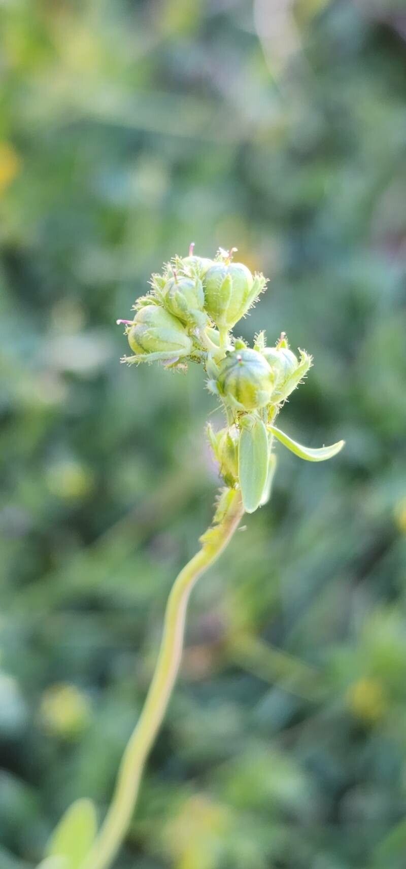 Linaria micrantha fruit