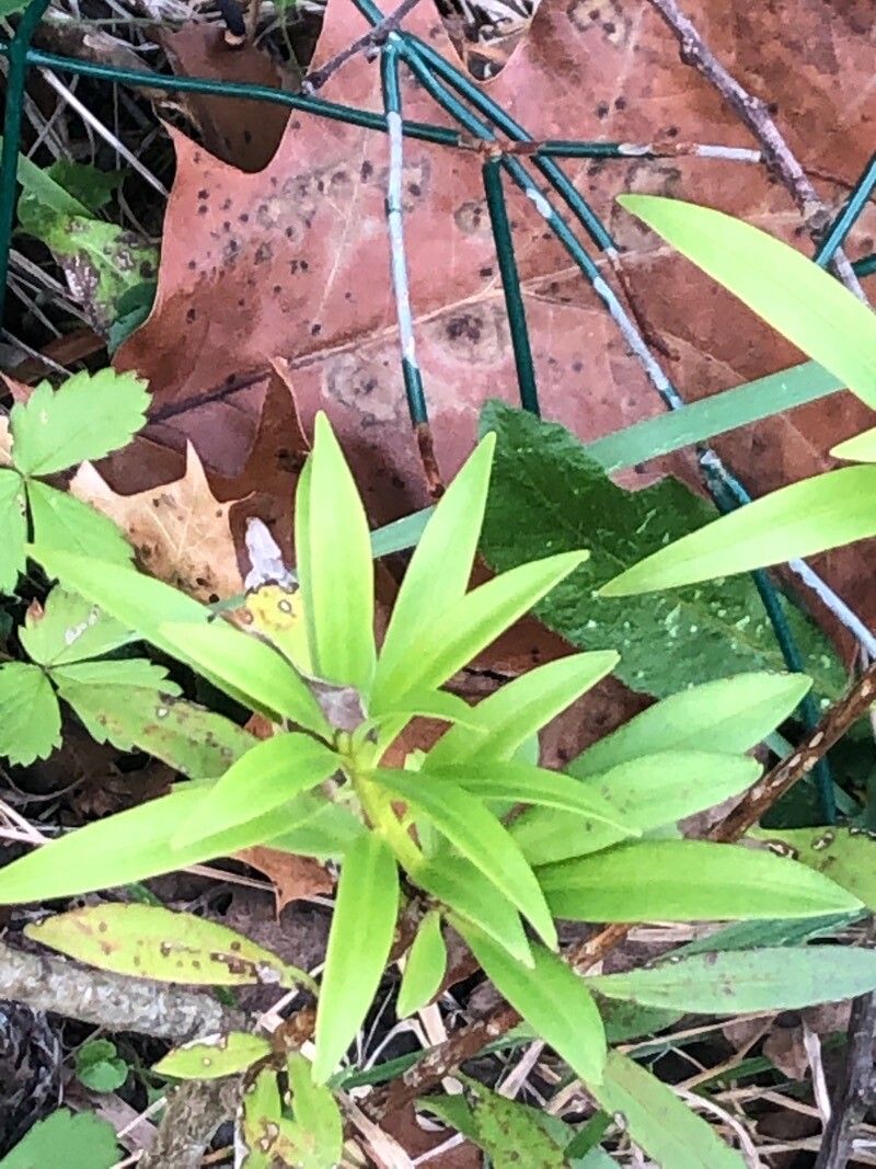 Podocarpus oleifolius — search result for 'Podocarpus'