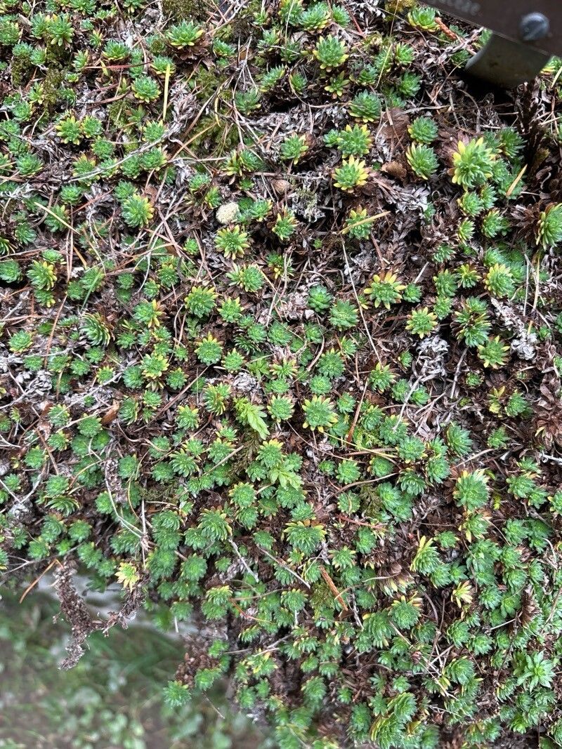 Saxifraga cherlerioides — houseplant care guide