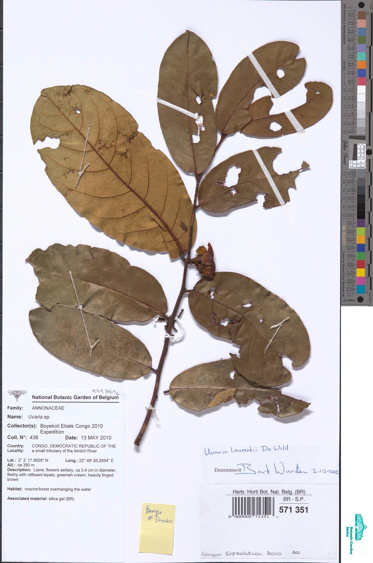 Uvaria laurentii — houseplant care guide