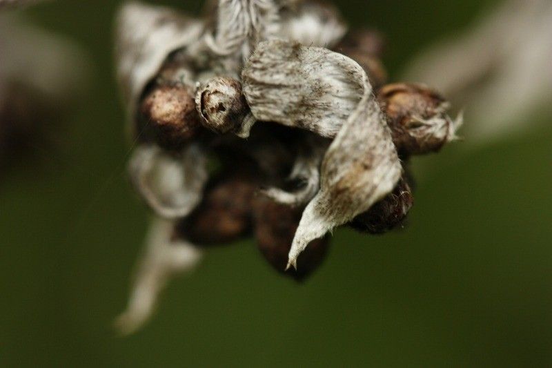 Helichrysum arnicoides fruit