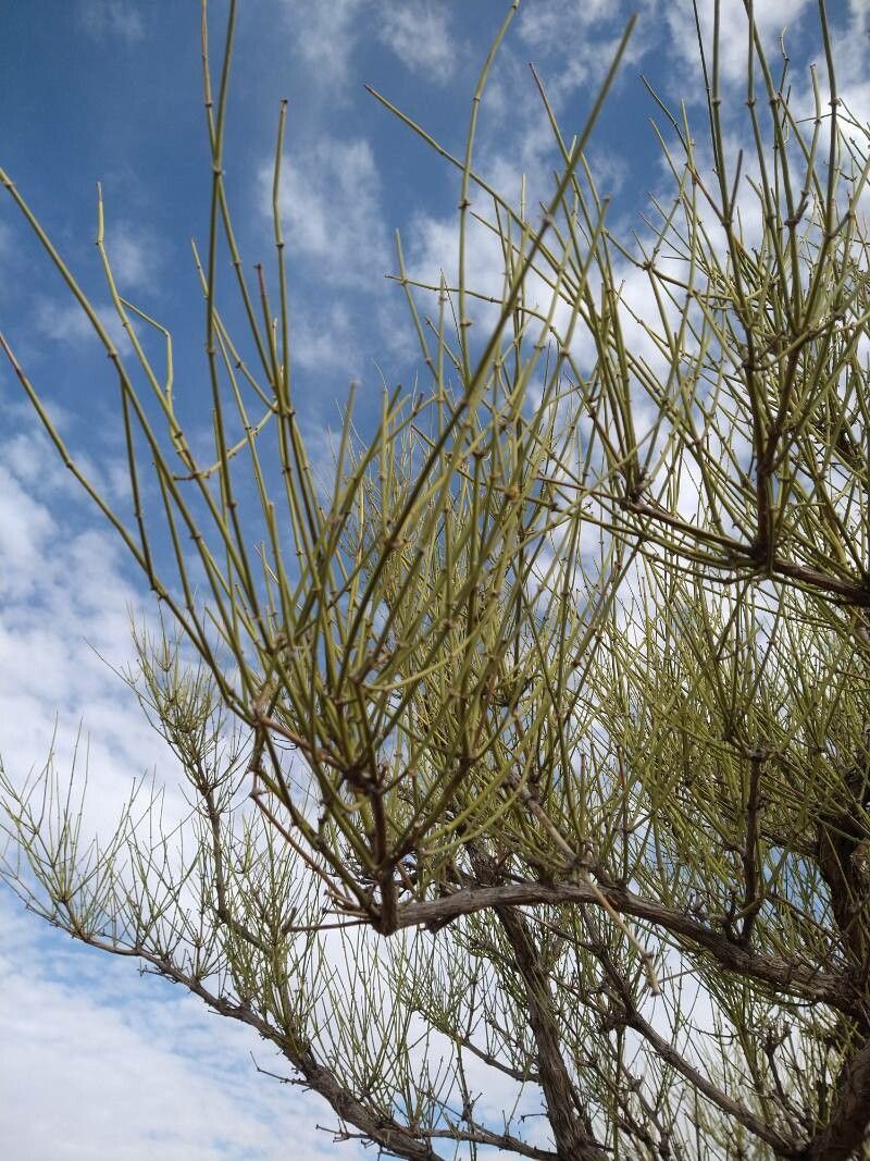Ephedra boelckei — search result for 'Ephedra'