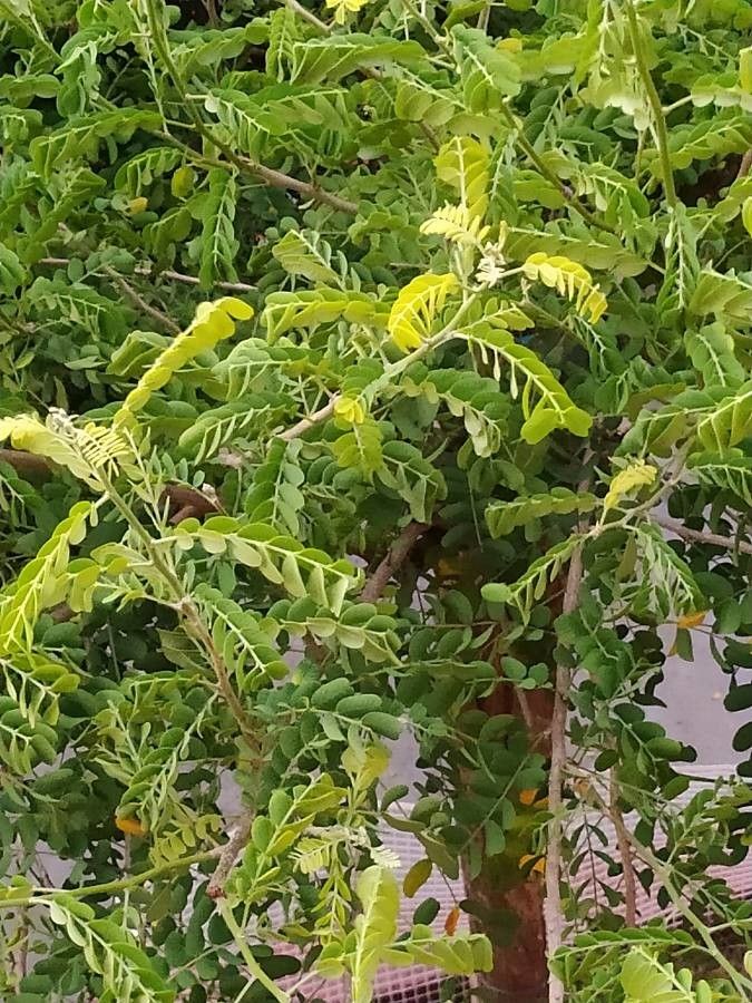 Ebenopsis ebano — houseplant care guide