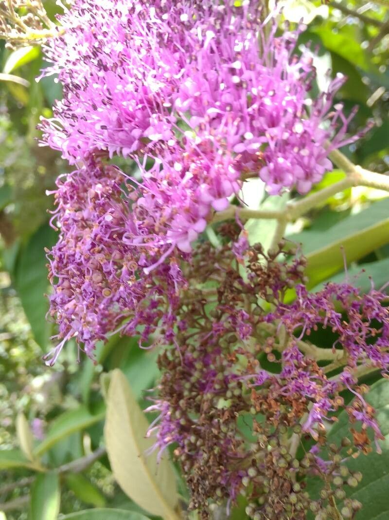 Callicarpa pedunculata flower