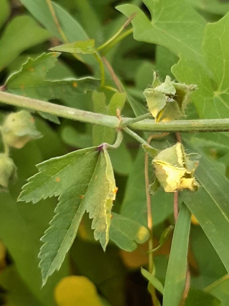 Malva setigera fruit