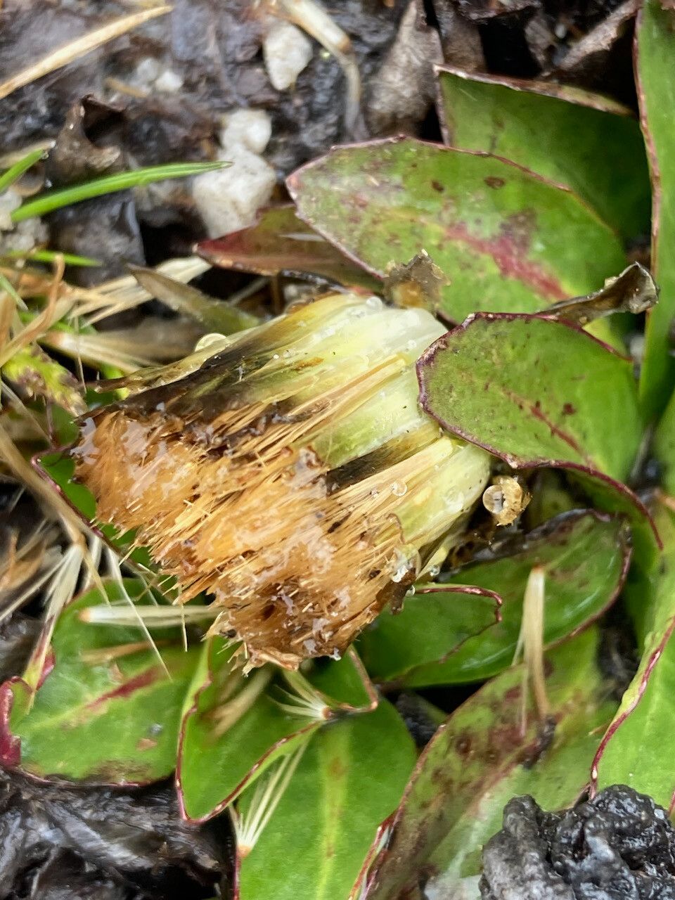 Hypochaeris sessiliflora fruit