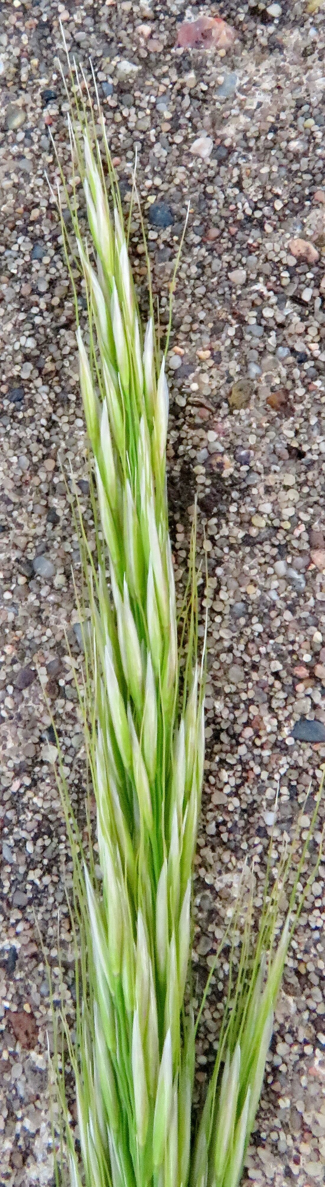 Apera interrupta flower