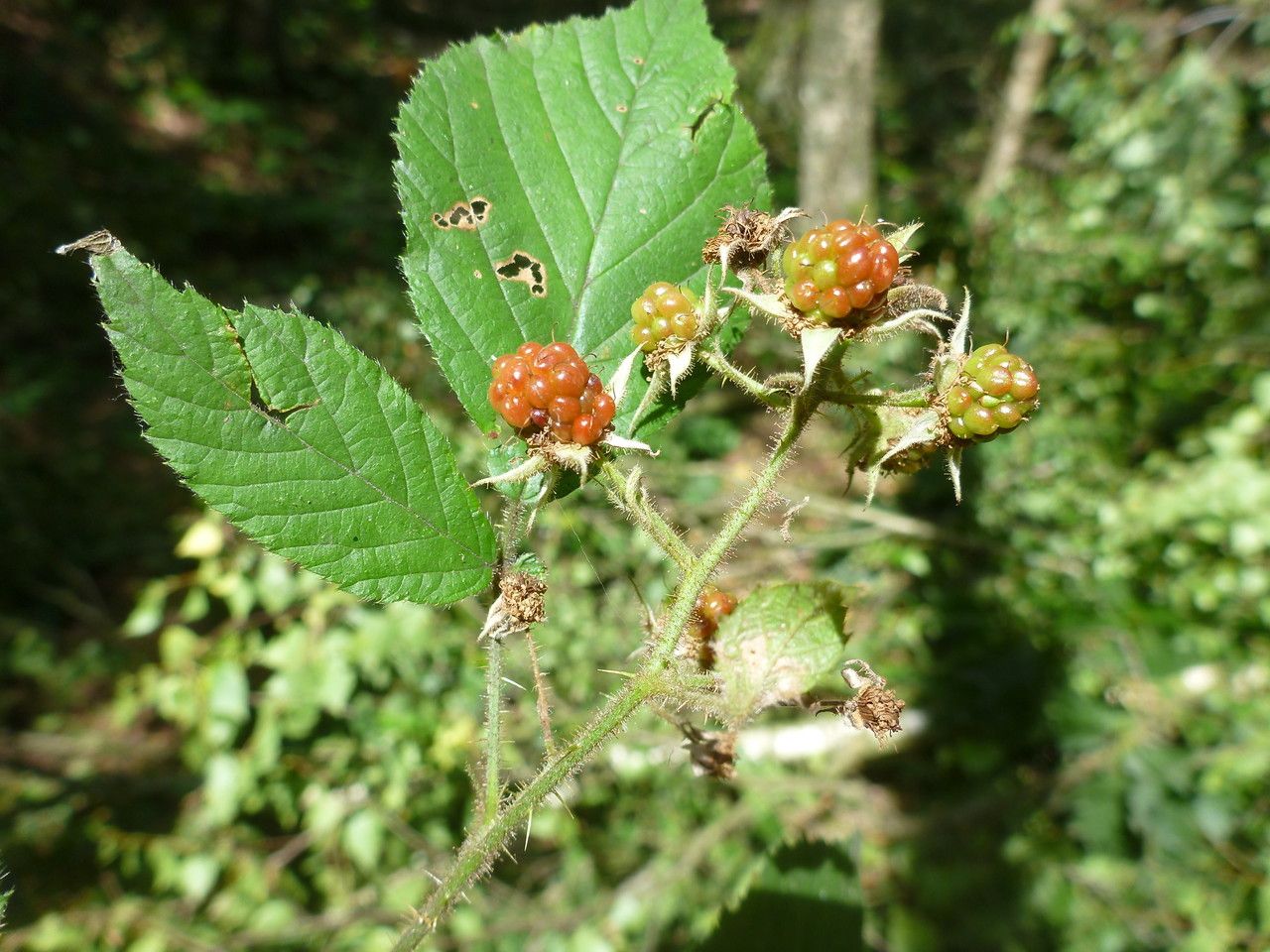 Rubus ignoratus fruit