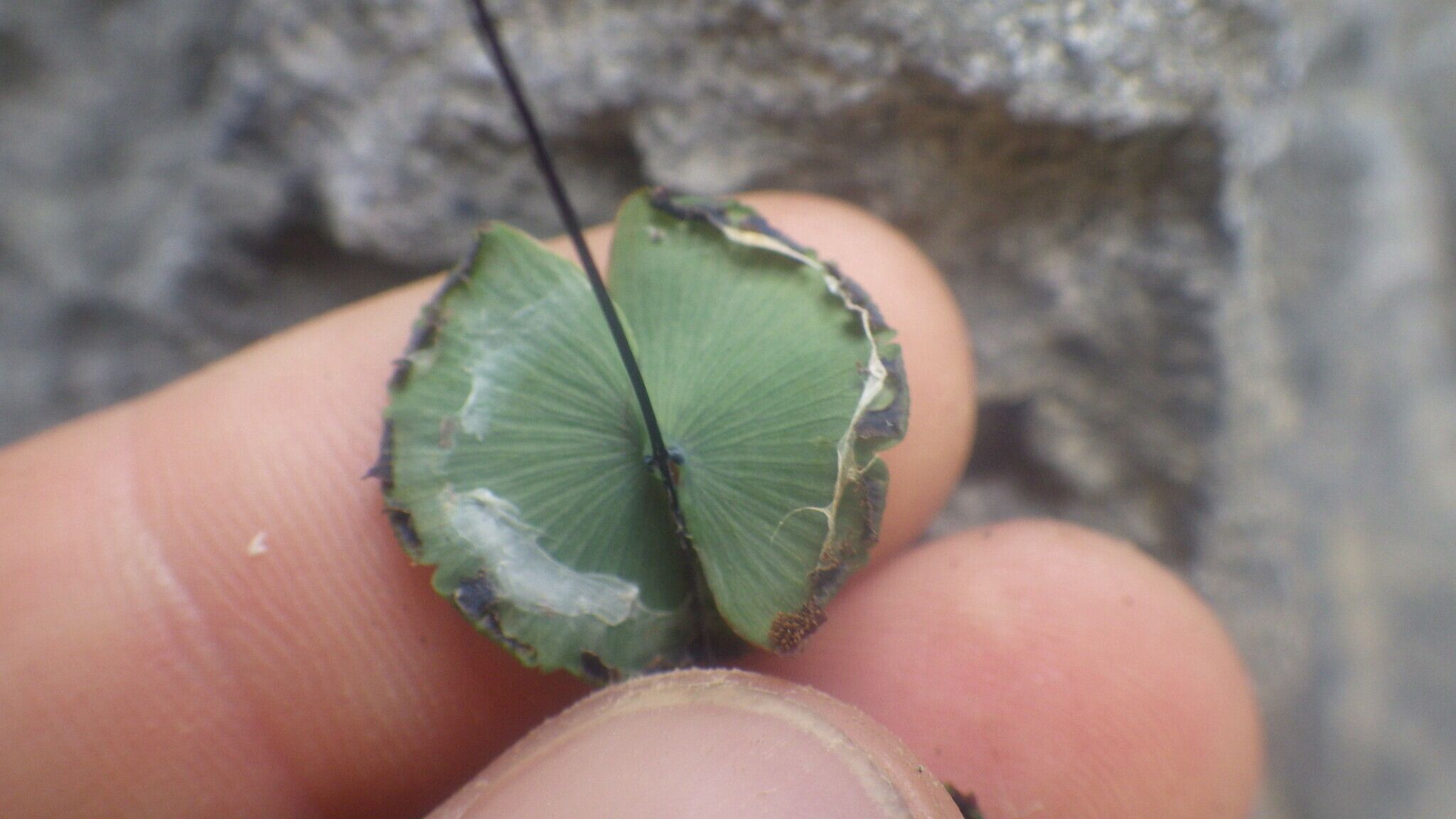 Adiantum papilio — houseplant care guide