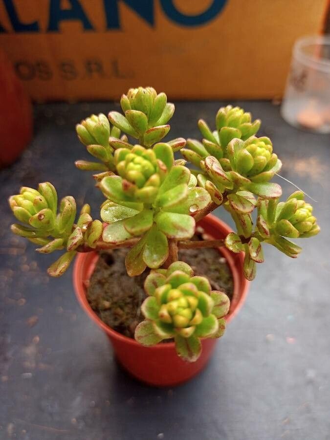 Aeonium sedifolium bark