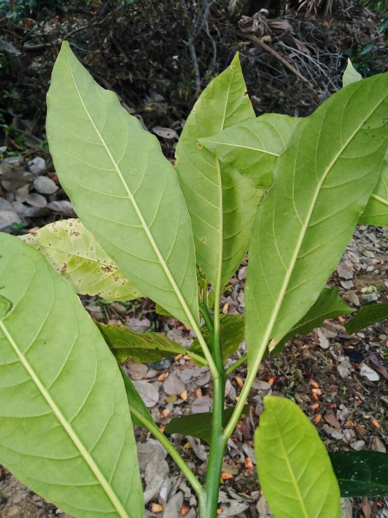 Solanum rovirosanum leaf