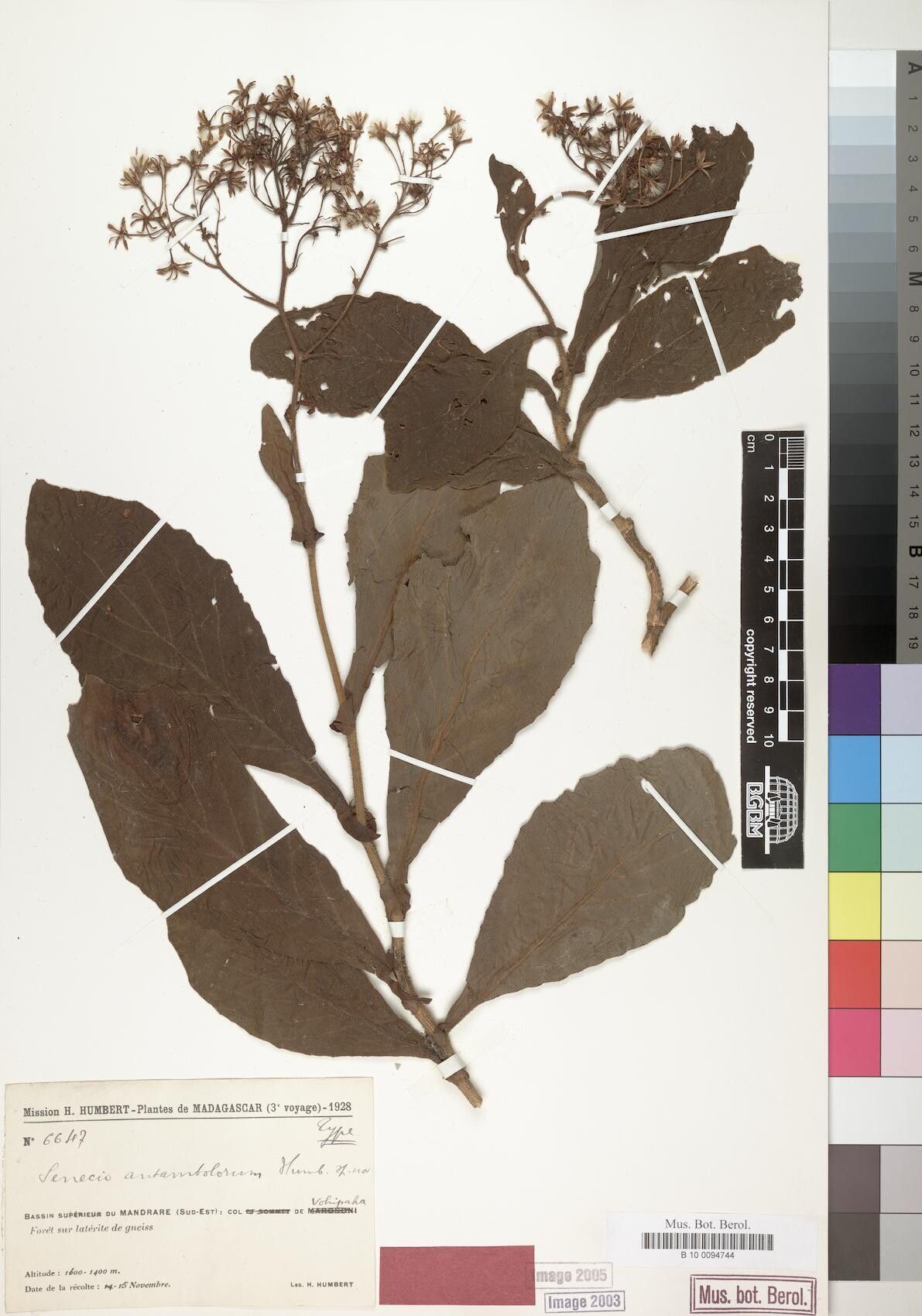 Senecio antambolorum — houseplant care guide