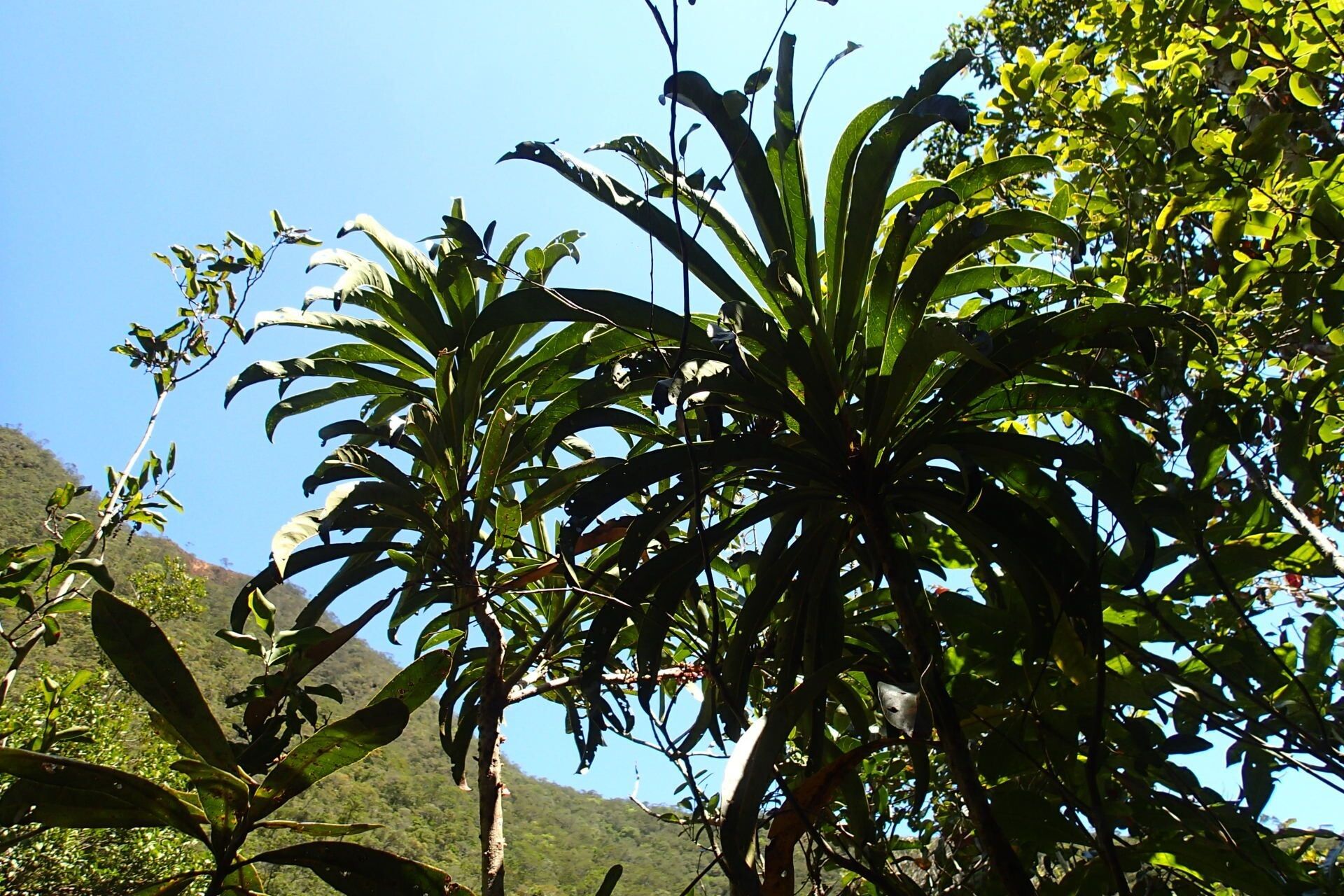 Pycnandra kaalaensis habit
