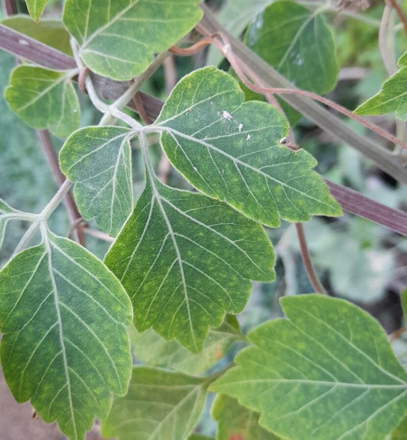 Serjania glabrata — houseplant care guide