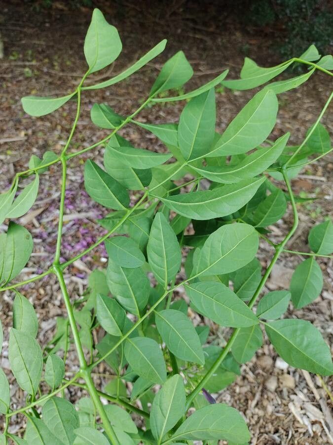 Jacaranda obovata leaf