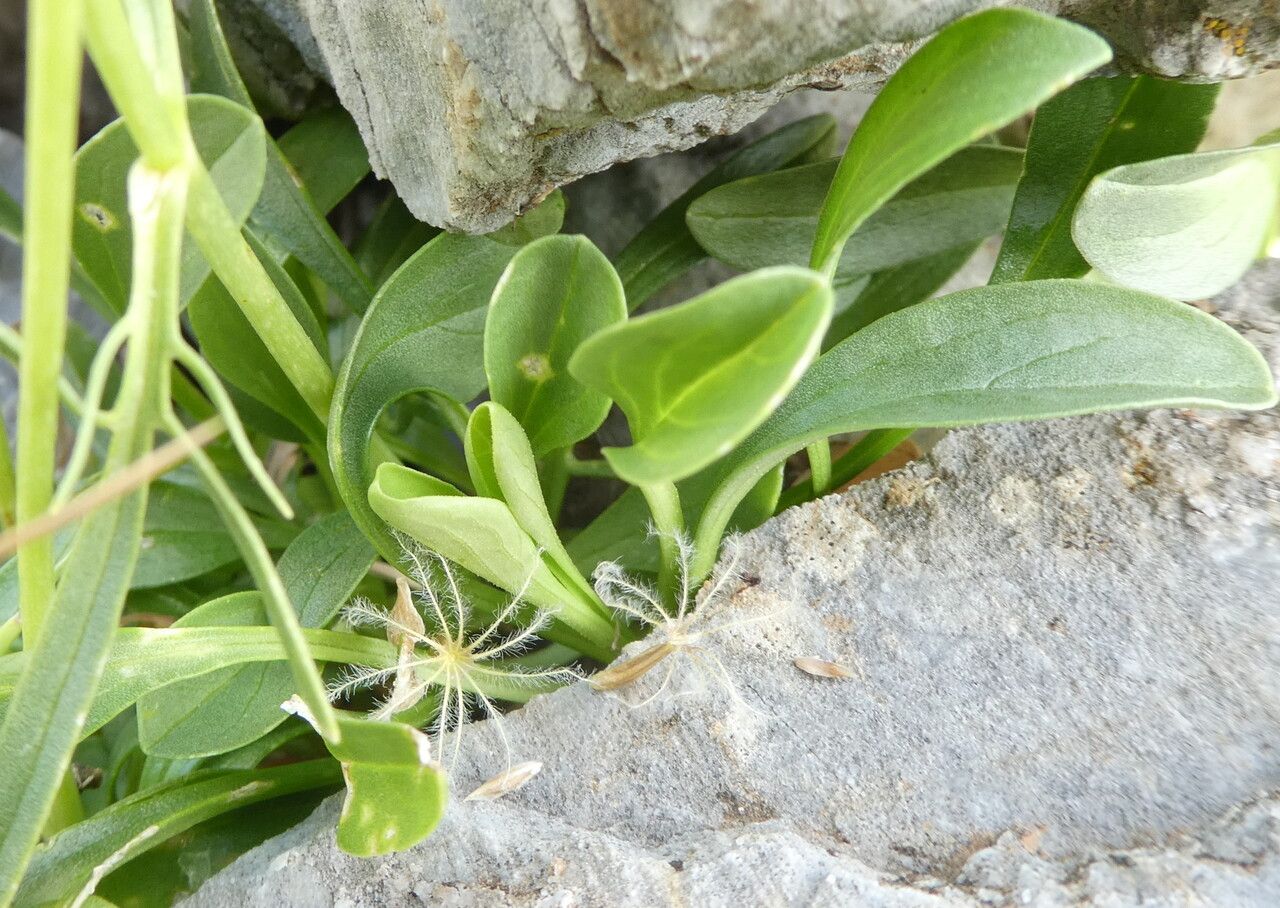 Valeriana apula leaf
