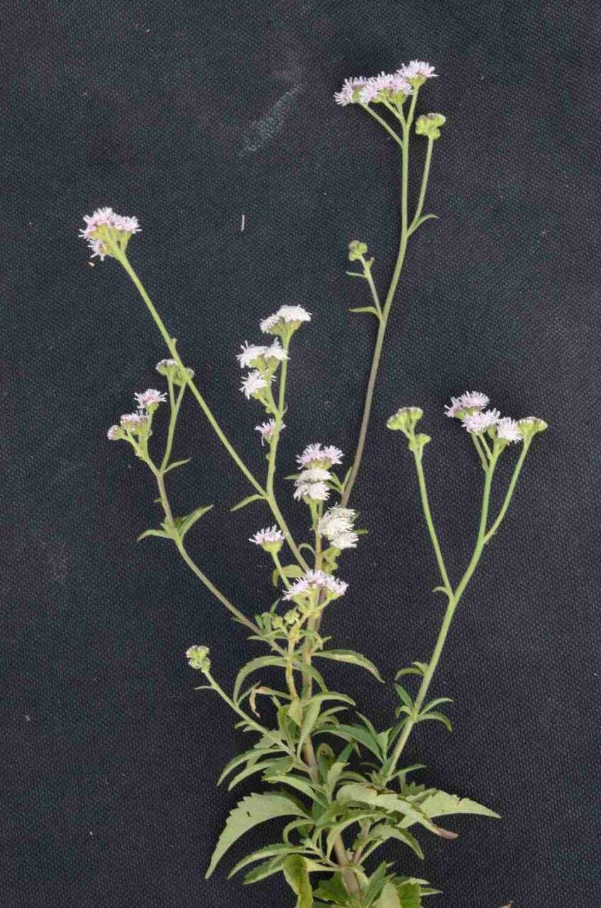 Ageratum fastigiatum leaf