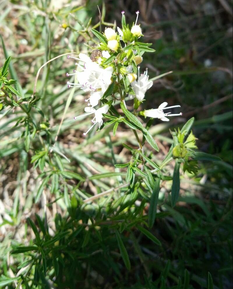Thymus transcaucasicus flower
