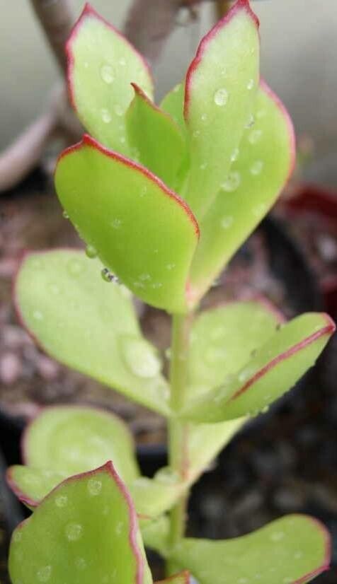 Cotyledon adscendens leaf