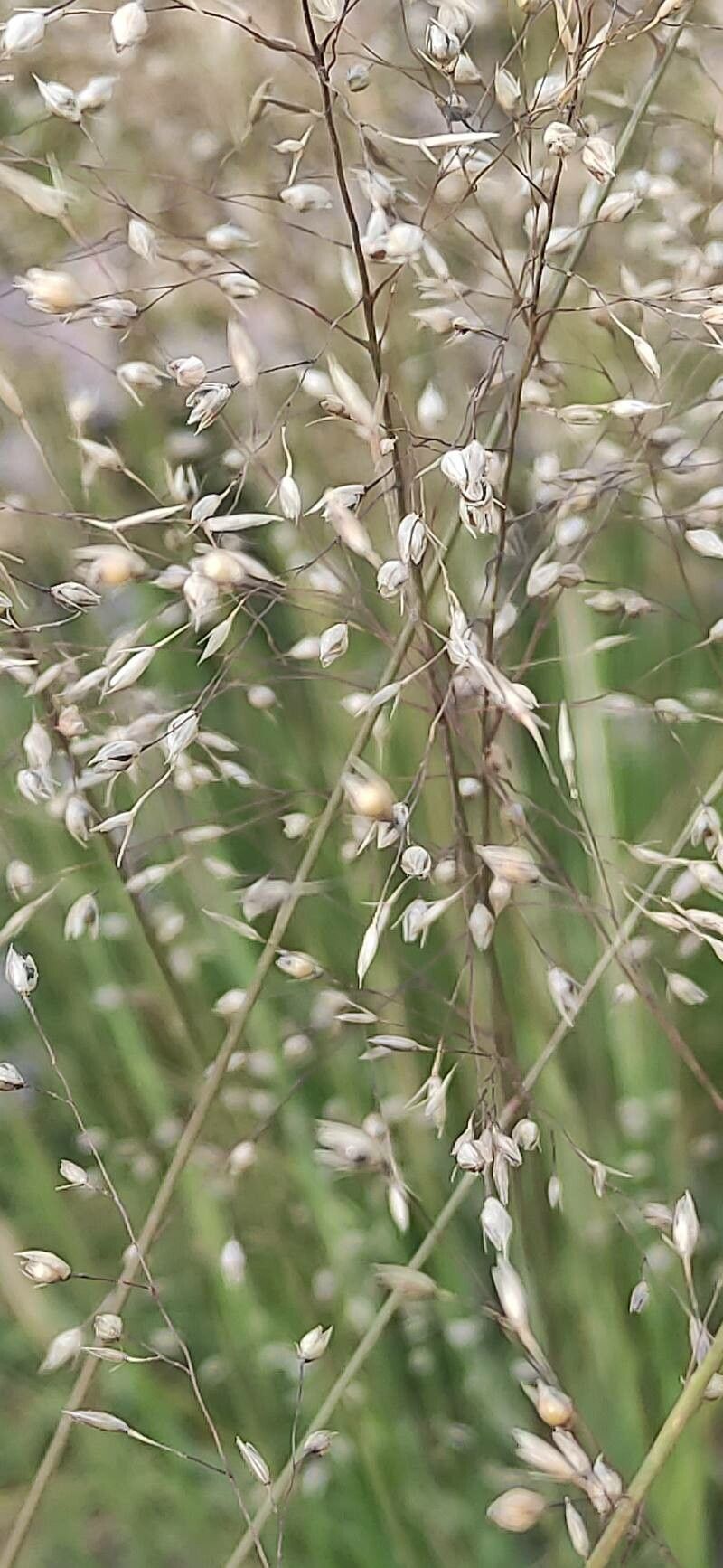 Sporobolus heterolepis flower