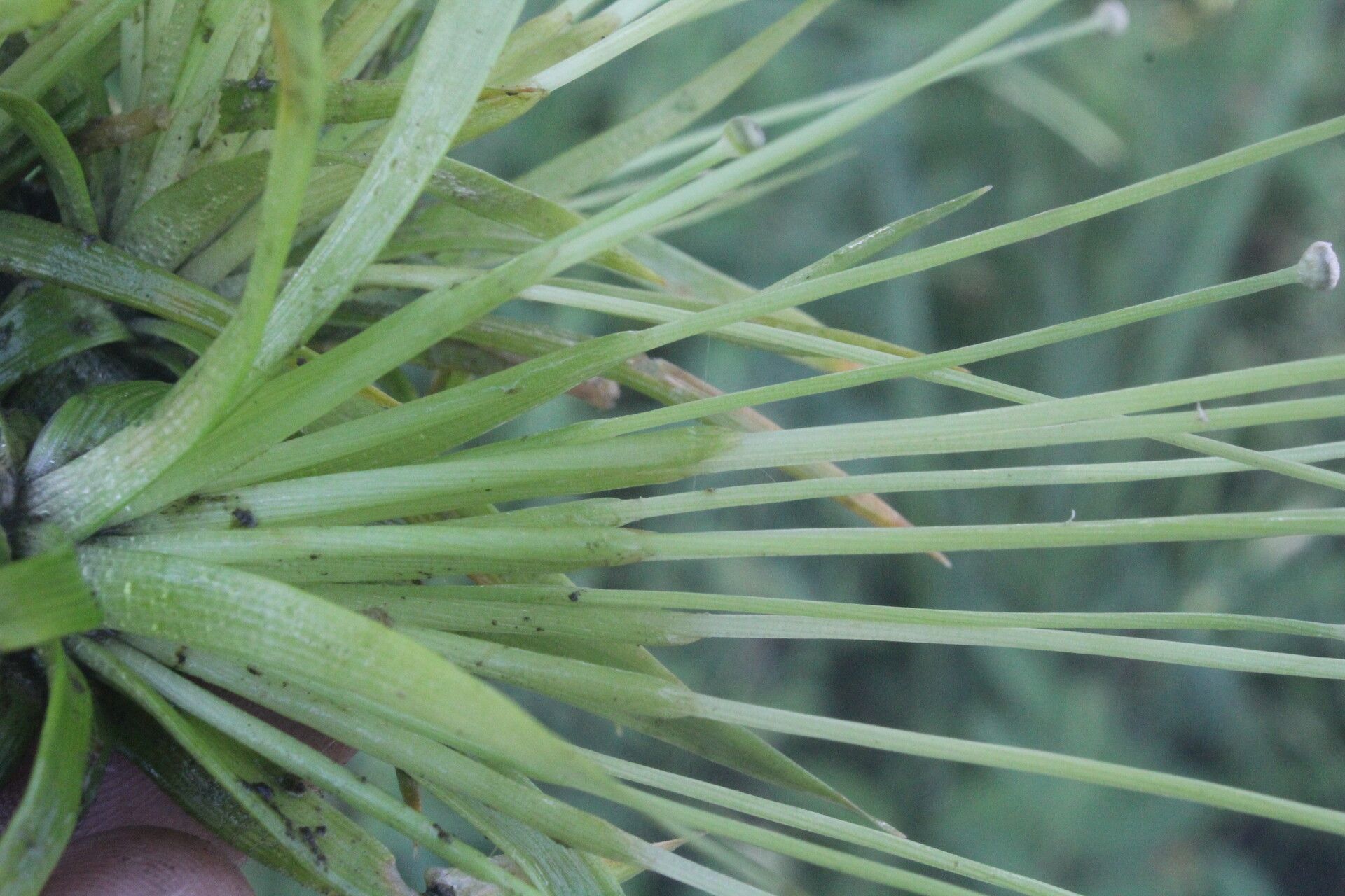 Eriocaulon seemannii bark