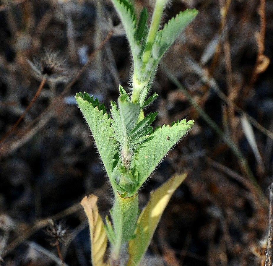 Hymenopappus artemisiifolius leaf