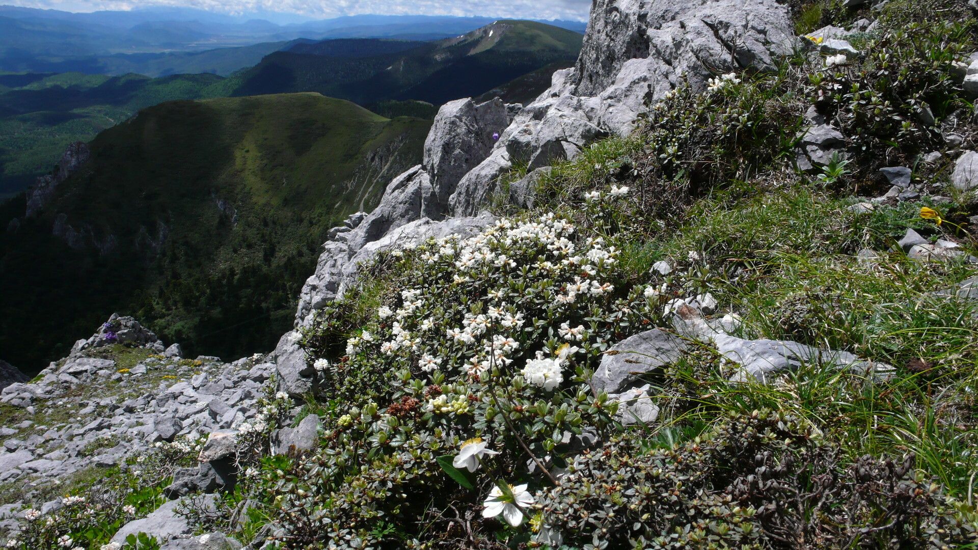 Rhododendron primuliflorum habit
