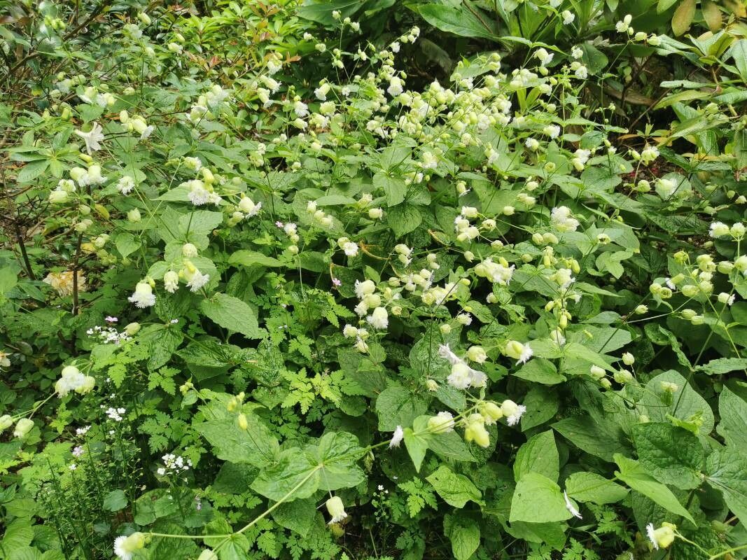 Silene stellata flower