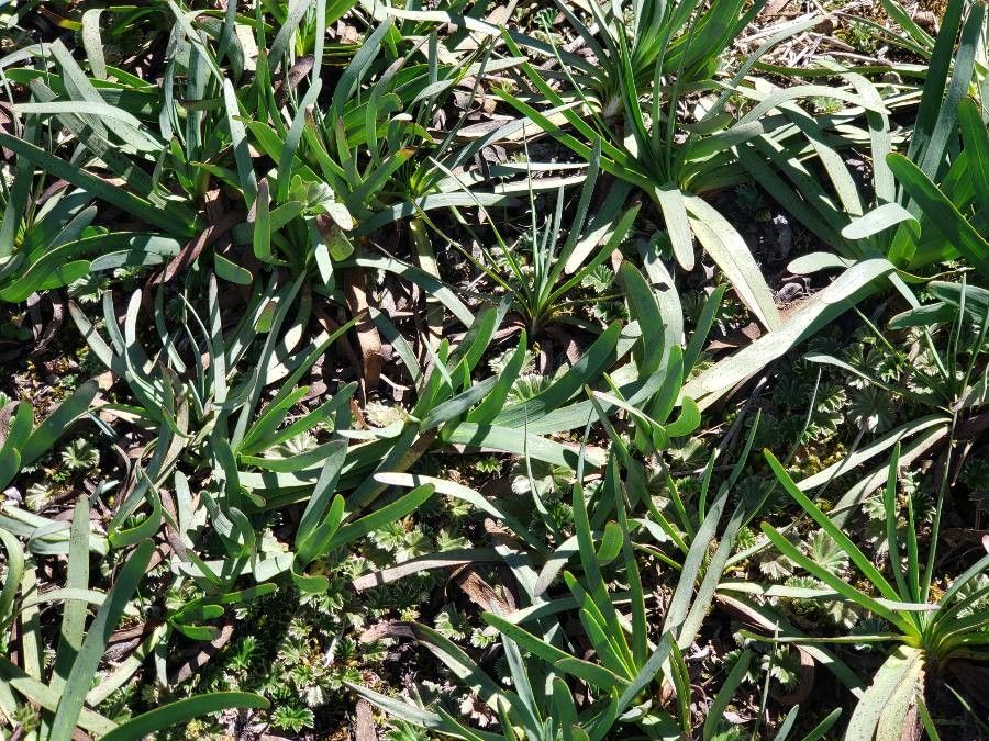 Werneria nubigena — houseplant care guide