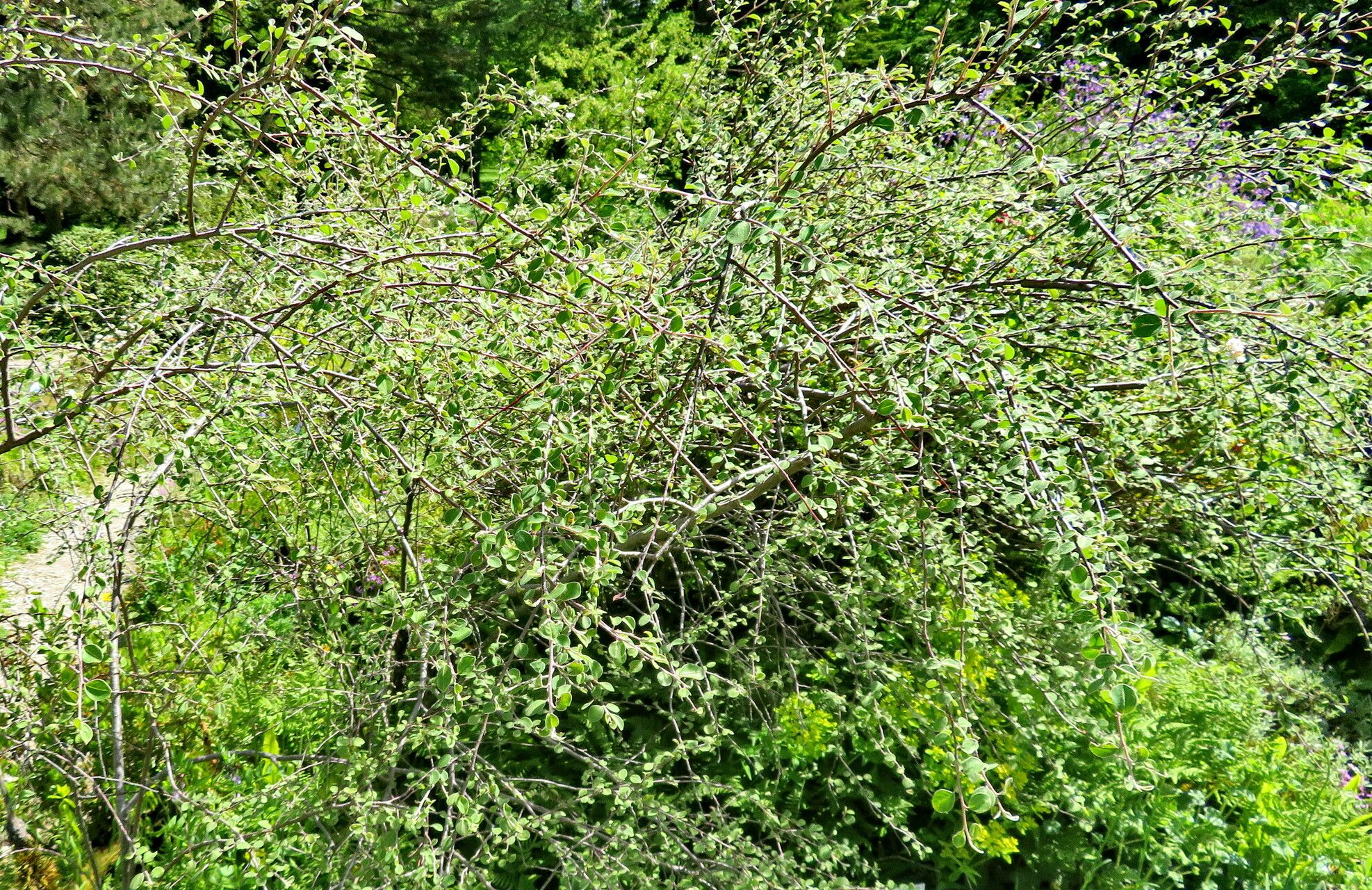 Cotoneaster orbicularis habit