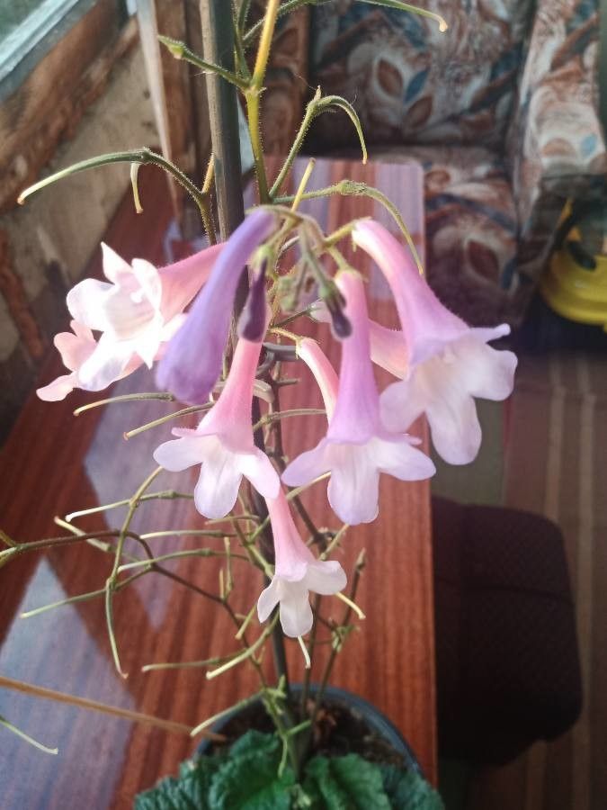 Streptocarpus wendlandii flower