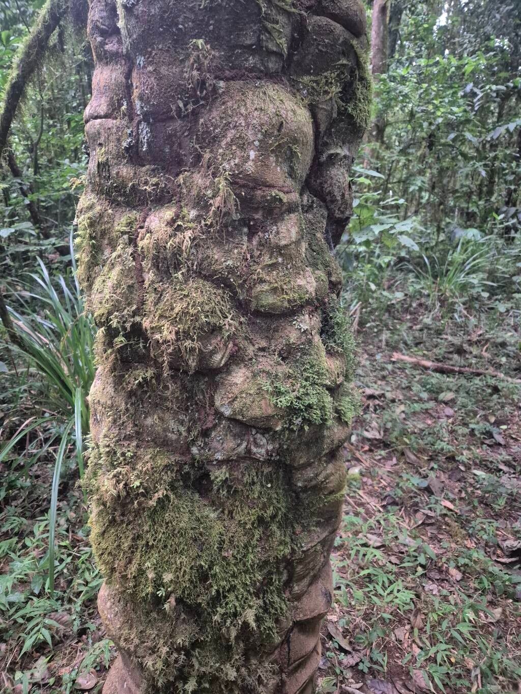 Garcinia volkensii — houseplant care guide